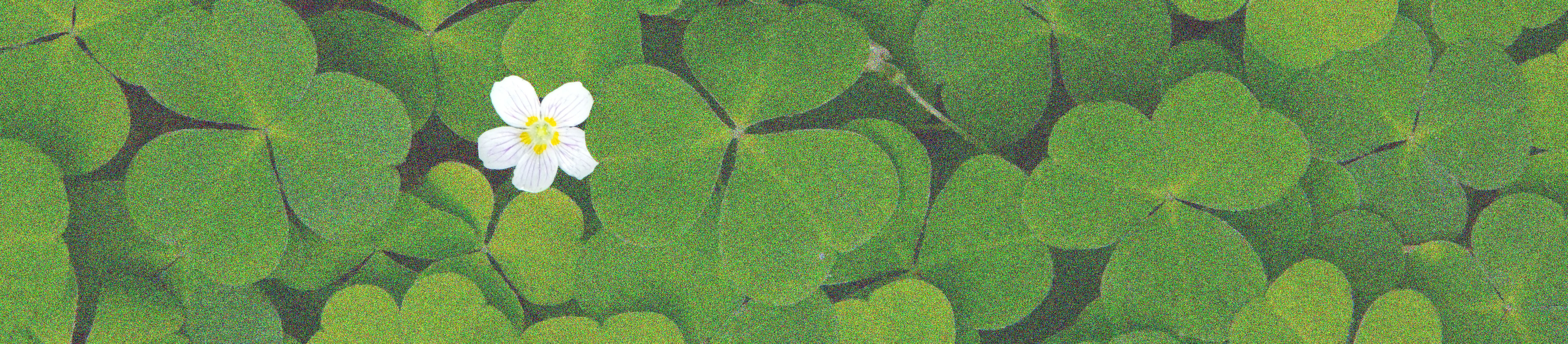 Green clover leaves background and white flower.